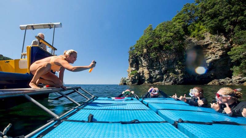 Join Orca Wild Adventures and swim with the dolphins on an incredible day cruise in the Bay of Plenty!